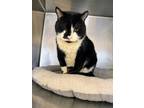 Scrabble, Domestic Shorthair For Adoption In Twinsburg, Ohio