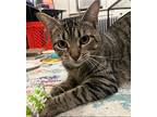 Sunny, Domestic Shorthair For Adoption In Morgantown, West Virginia