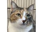 Shannon, Domestic Shorthair For Adoption In Southbury, Connecticut