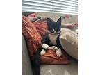 Odette, Domestic Shorthair For Adoption In San Diego, California