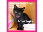 Catbury And Moonlight, Domestic Shorthair For Adoption In Waterbury, Connecticut
