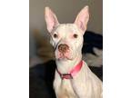 Keela, American Staffordshire Terrier For Adoption In Poland, Indiana