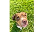 Goose, American Pit Bull Terrier For Adoption In Twinsburg, Ohio