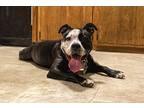 Anna, American Staffordshire Terrier For Adoption In Madison, Wisconsin