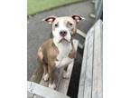 Bessie, American Pit Bull Terrier For Adoption In Twinsburg, Ohio