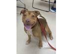 Carmen, American Pit Bull Terrier For Adoption In Twinsburg, Ohio