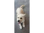 Theo, Terrier (unknown Type, Small) For Adoption In Palos Verdes Peninsula