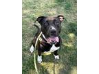 Trixie - In A Foster Home, American Pit Bull Terrier For Adoption In Twinsburg