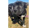 Robbie, Labrador Retriever For Adoption In Glenwood, Georgia
