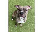 Wild Thang, American Pit Bull Terrier For Adoption In Twinsburg, Ohio