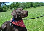 Winston, Labrador Retriever For Adoption In Dillsburg, Pennsylvania