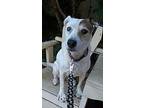 Alice-special Needs, Jack Russell Terrier For Adoption In West Los Angeles