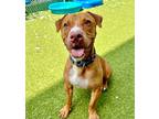 Marshall, American Pit Bull Terrier For Adoption In Twinsburg, Ohio