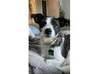Grizz, Jack Russell Terrier For Adoption In San Diego, California