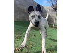 Legend Ark, American Staffordshire Terrier For Adoption In Provo, Utah