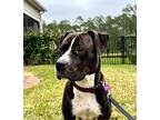Aspen, American Staffordshire Terrier For Adoption In Jacksonville, Florida