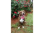 Hazel, American Pit Bull Terrier For Adoption In Macon, Georgia