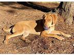 Willy, Labrador Retriever For Adoption In Perryville, Arkansas