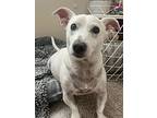 Darwin-special Needs, Jack Russell Terrier For Adoption In West Los Angeles