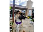 Mama Malibu Pup: Capri, Labrador Retriever For Adoption In San Diego, California