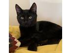 Toto, Domestic Shorthair For Adoption In Vancouver, British Columbia