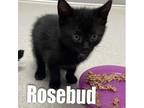 Rosebud, Domestic Shorthair For Adoption In Oyster Bay, New York
