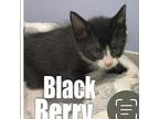 Blackberry, Domestic Shorthair For Adoption In Oyster Bay, New York