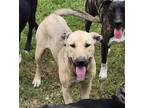 Adopt Sophie Rose a Tan/Yellow/Fawn Labrador Retriever / Shepherd (Unknown Type)