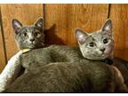 Adopt Alma (female) *BONDED* with Ollie a Russian Blue, Domestic Short Hair