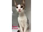 Adopt Amora (Ying) a Oriental / Mixed (short coat) cat in Richland Hills