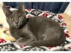 Adopt Ruby a Domestic Short Hair, Russian Blue