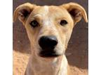 Adopt Oleander (Brave) a Tan/Yellow/Fawn Mixed Breed (Small) / Mixed dog in