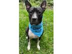 Adopt Drew a Black - with White Terrier (Unknown Type, Medium) / Pit Bull