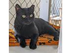 Adopt Princess Daisy a All Black Domestic Shorthair / Mixed cat in East