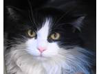 Adopt Tofu a White Domestic Longhair / Mixed cat in West Seneca, NY (38290573)