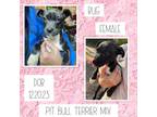 Adopt Bug a Pit Bull Terrier