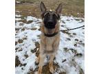 Adopt Kane a Black German Shepherd Dog / Mixed dog in Worcester, MA (38028121)