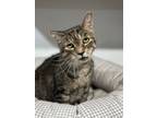 Adopt Garfield a Domestic Shorthair / Mixed (short coat) cat in Markham