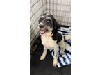 Adopt Minnie a Poodle, Australian Shepherd