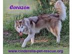 Adopt Cora Corazon a Tan/Yellow/Fawn Husky / Mixed dog in Mission, TX (38208007)