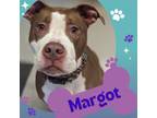 Adopt Margot a Mixed Breed