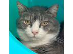 Adopt Gracie Kelly a Domestic Shorthair / Mixed cat in Port Washington