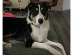 Adopt Simon a Australian Shepherd / Border Collie dog in Bolivar, MO (38114878)