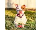 Adopt Rayne a Mixed Breed, Pit Bull Terrier