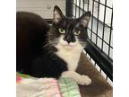 Adopt Nimby a Domestic Shorthair / Mixed (short coat) cat in South Bend