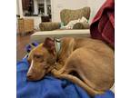 Adopt Kehlani a Brown/Chocolate Pit Bull Terrier / Mixed dog in Reisterstown