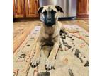 Adopt Bashful a Black Mouth Cur, Cattle Dog