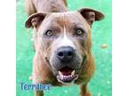 Adopt TERRANCE a Brindle American Pit Bull Terrier / Mixed dog in Fort Walton