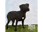 Adopt FEMEIA a Black Labrador Retriever / Mixed dog in Conroe, TX (34067309)
