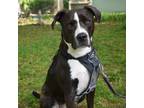 Adopt Miso a Black Mixed Breed (Large) / Mixed dog in Hopkinton, MA (38024439)